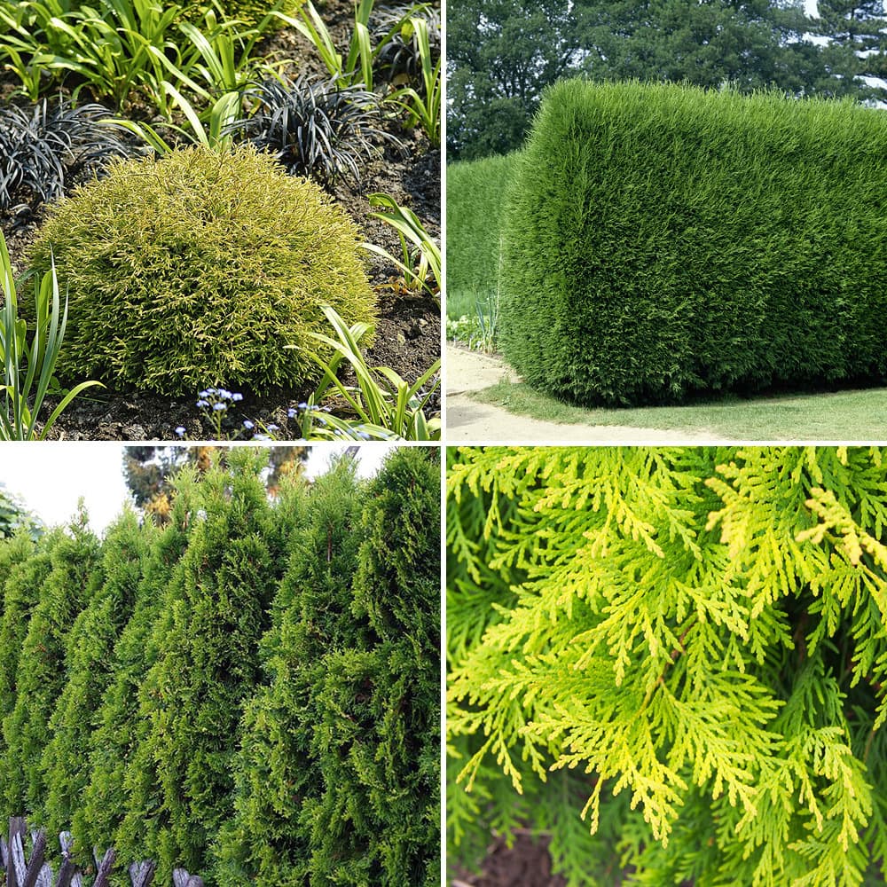 Abendländische Lebensbäume