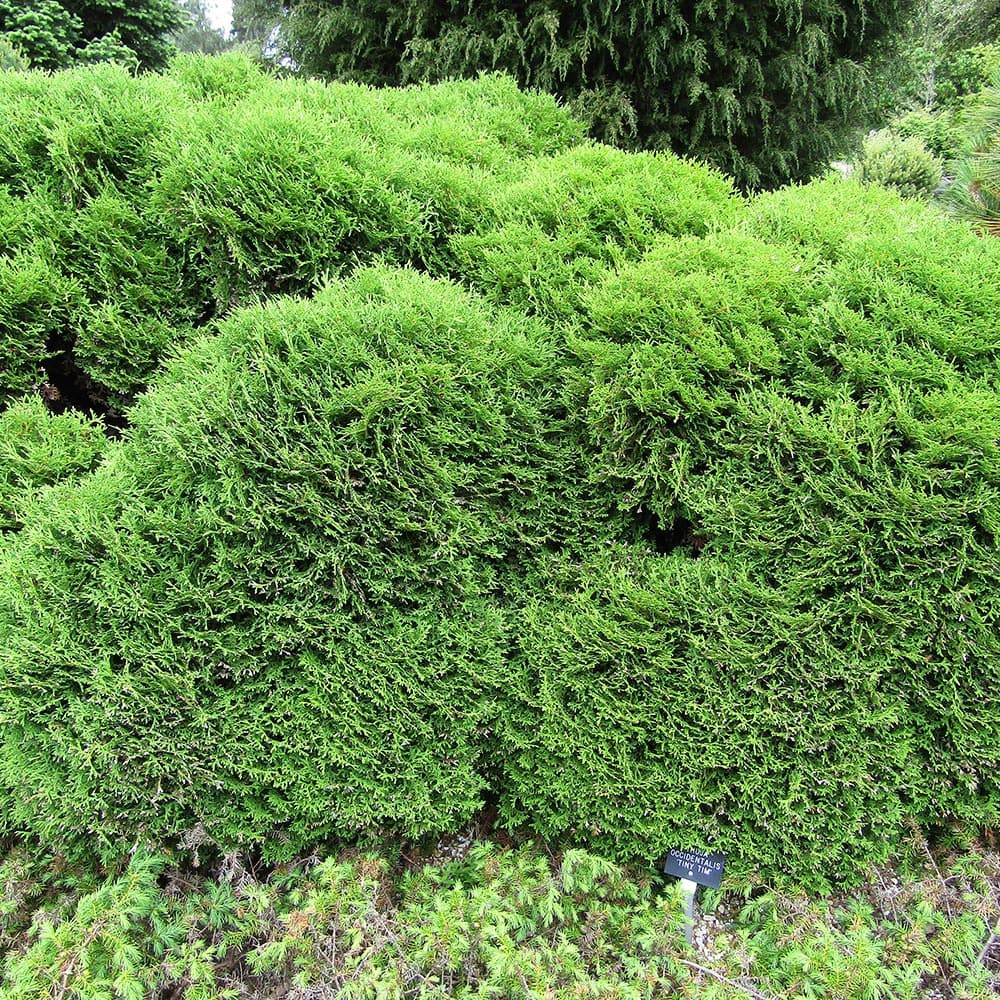 Abendländischer Lebensbaum 'Tiny Tim'