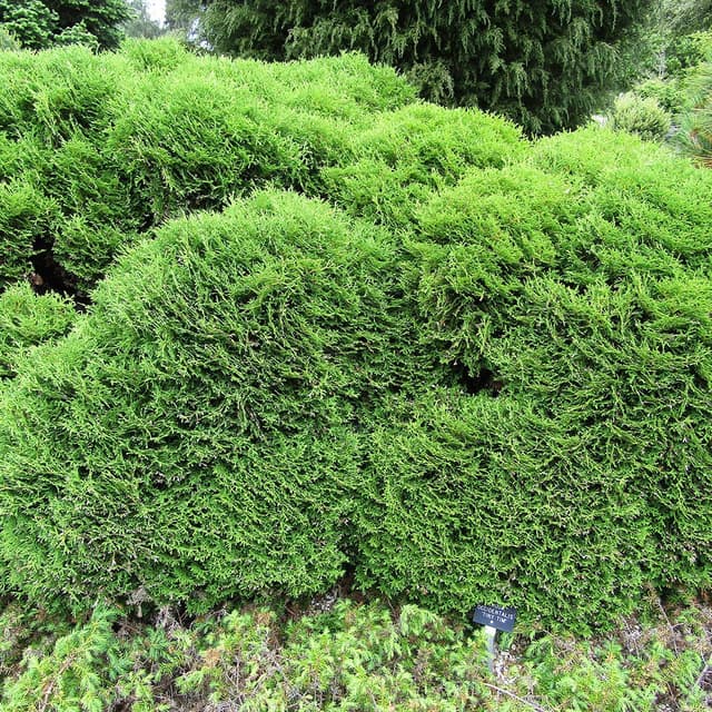 Abendländischer Lebensbaum 'Tiny Tim'