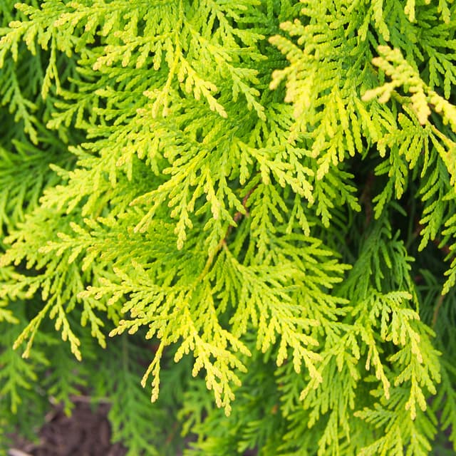 Abendländischer Lebensbaum 'Aurea Nana'