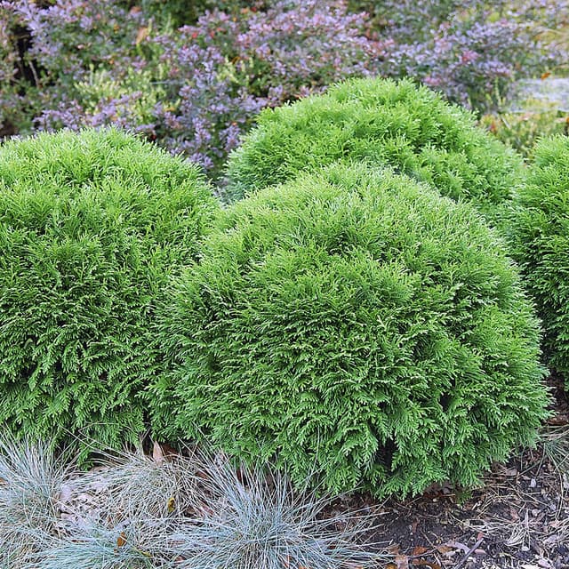 Abendländischer Lebensbaum 'Mecki'