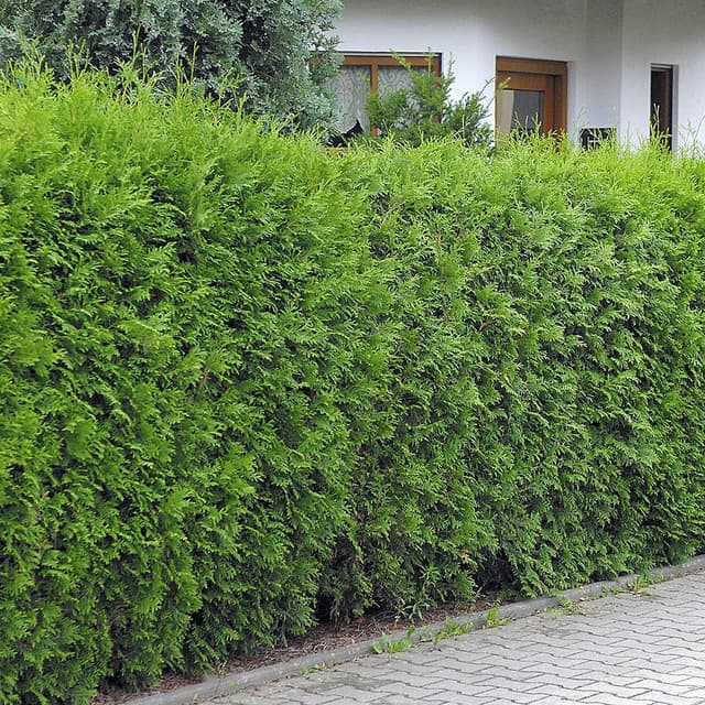 Abendländischer Lebensbaum 'Brabant'