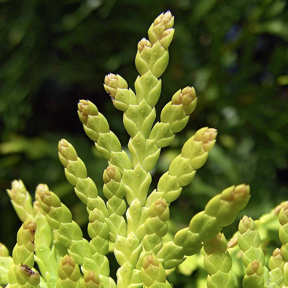 Abendländischer Lebensbaum 'Europe Gold'