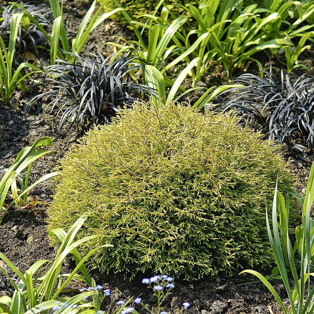 Abendländischer Lebensbaum 'Golden Tuffet'