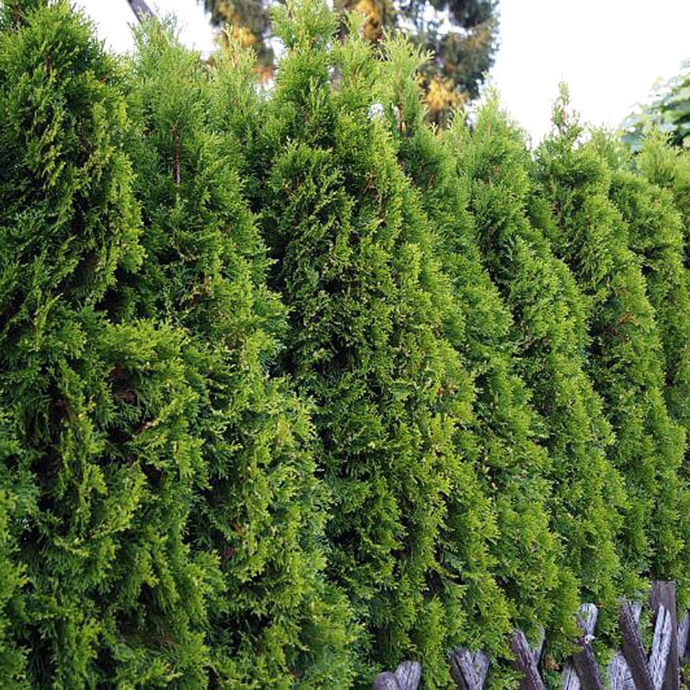 Abendländischer Lebensbaum 'Smaragd'