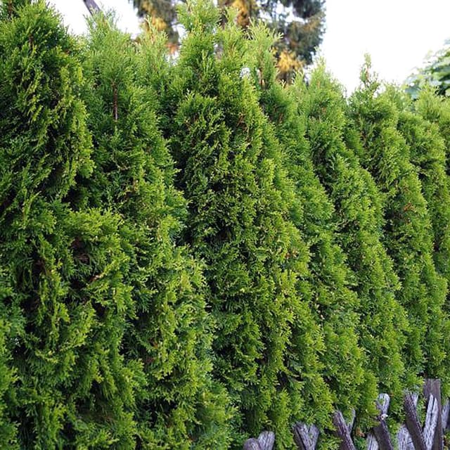 Abendländischer Lebensbaum 'Smaragd'