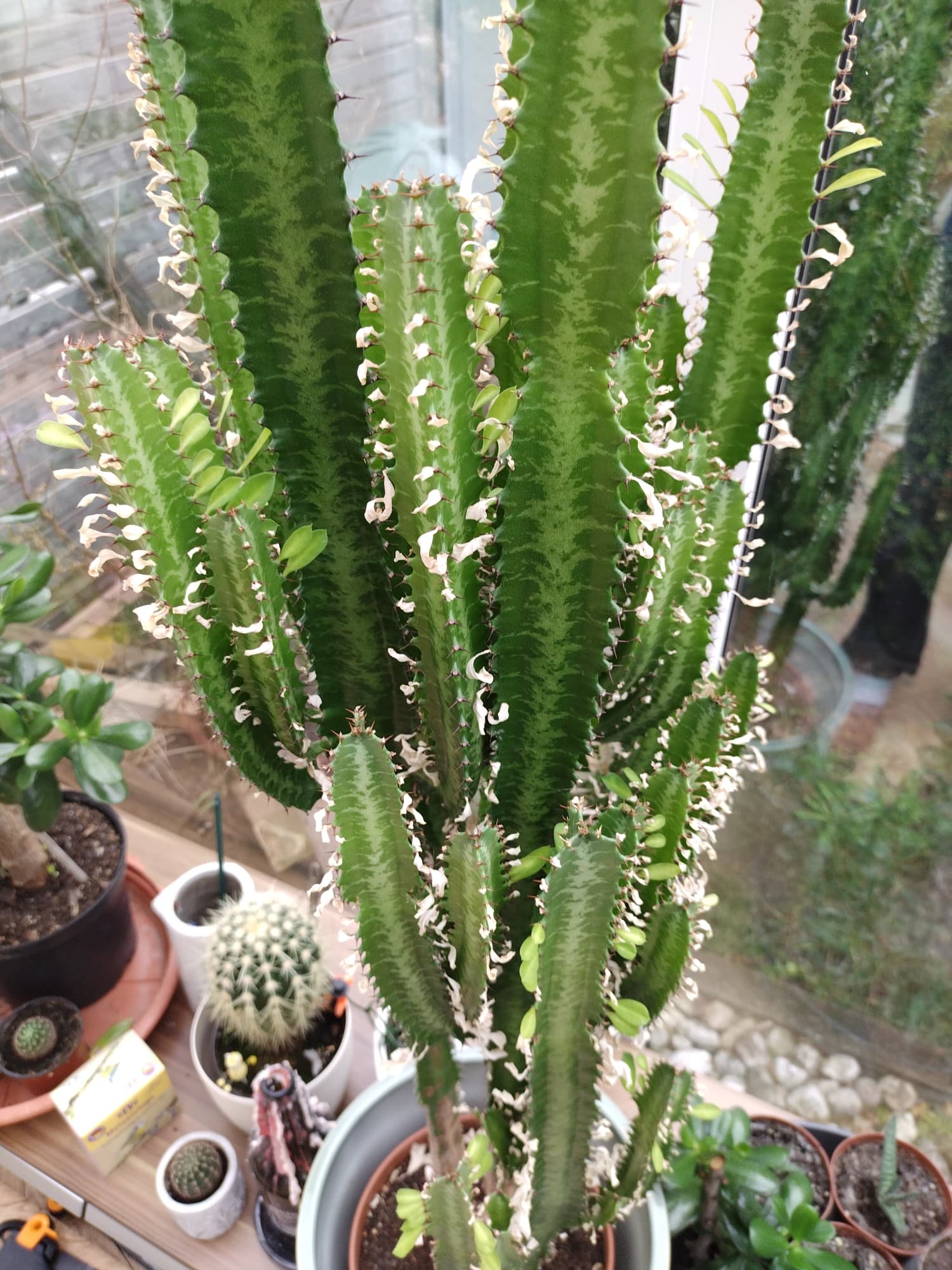 Abessinische Wolfsmilch