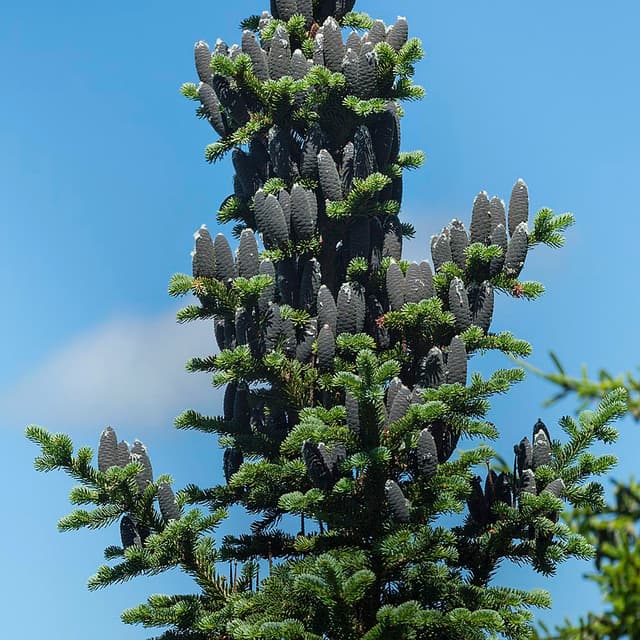 Balsam-Tanne