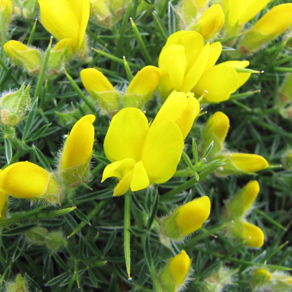 Abschreckender Igelginster