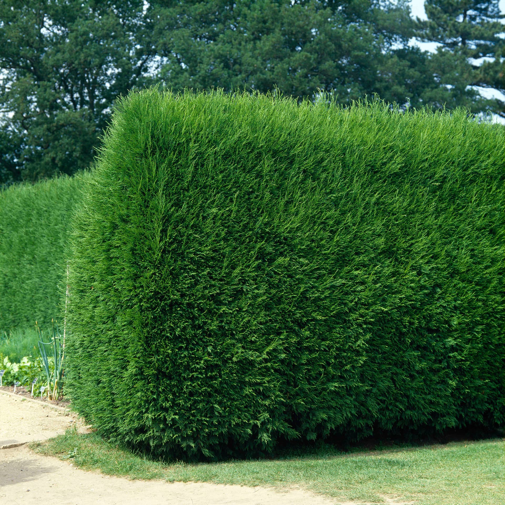 Abendländischer Lebensbaum