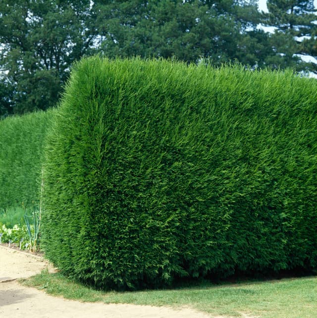 Abendländischer Lebensbaum